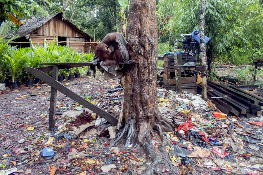 Japik yang dipelihara di atas tumpukan sampah, tanpa pelindung dari terpaan panas dan hujan. Foto: YIARI Ketapang