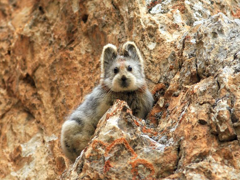 Ili pika. Sumber: nationalgeographic.com