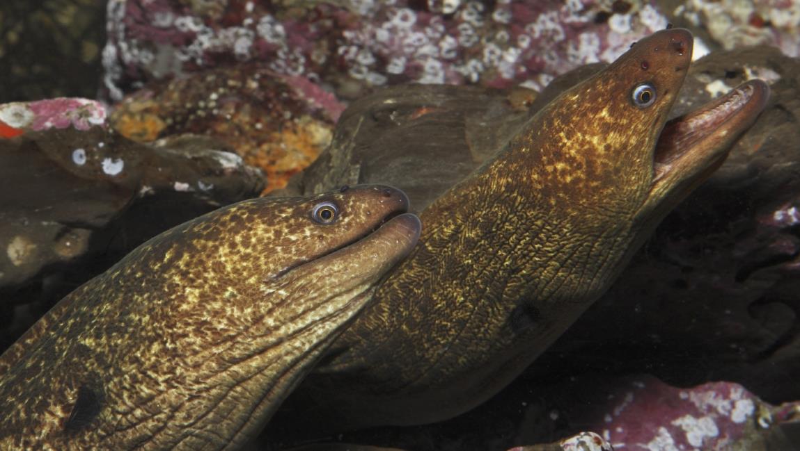 Belut moray. Sumber: Komotoz.ru
