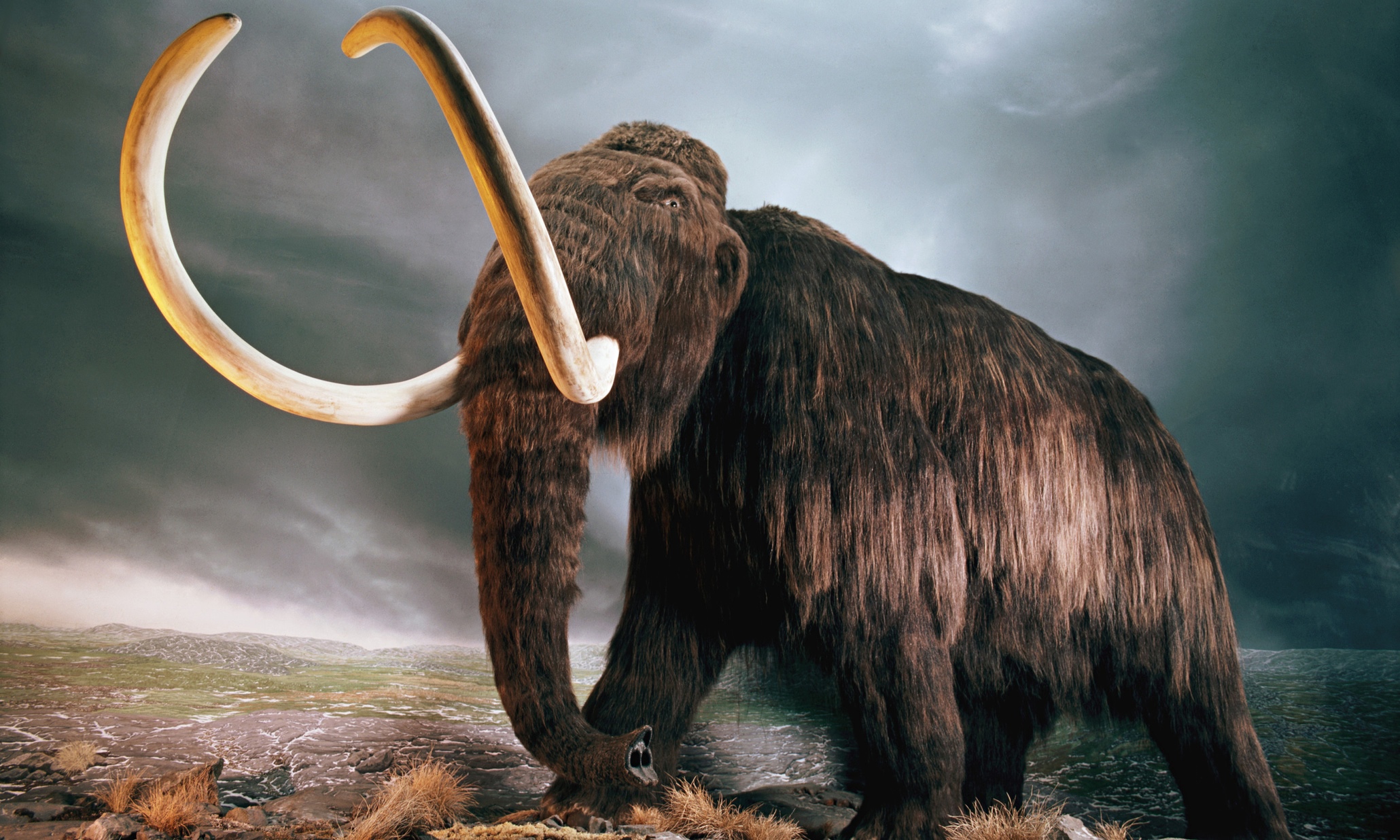 Mammoth. Sumber: Static.guim.co.uk