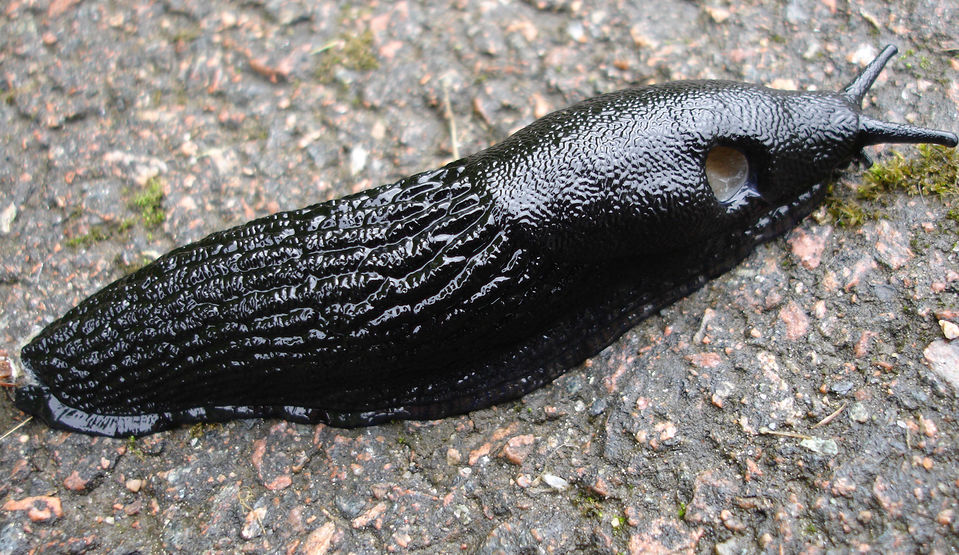 Siput hitam. Sumber: cdn.moviepilot.com