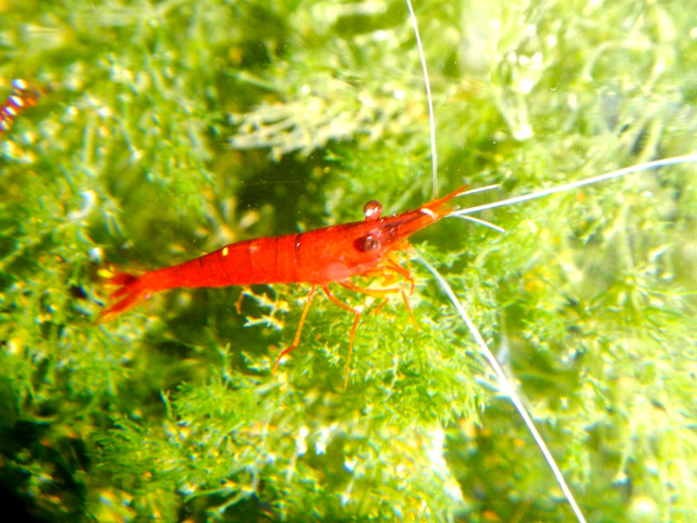 Kumis putih. Foto: Eko Rusdianto