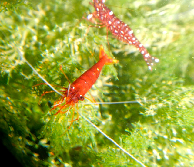 Kumis putih dan red orchid. Foto: Eko Rusdianto