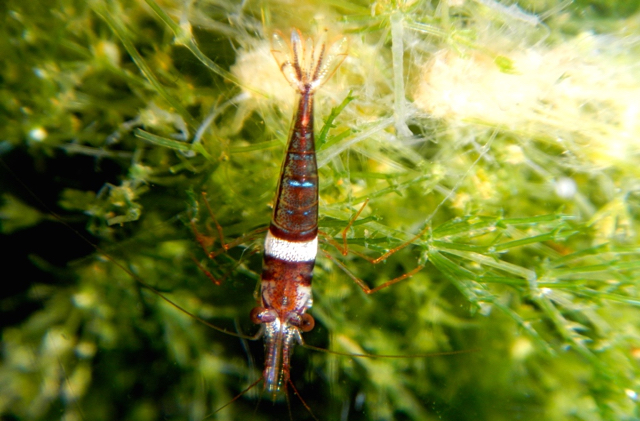 Celebes beauty. Toto: Eko Rusdianto