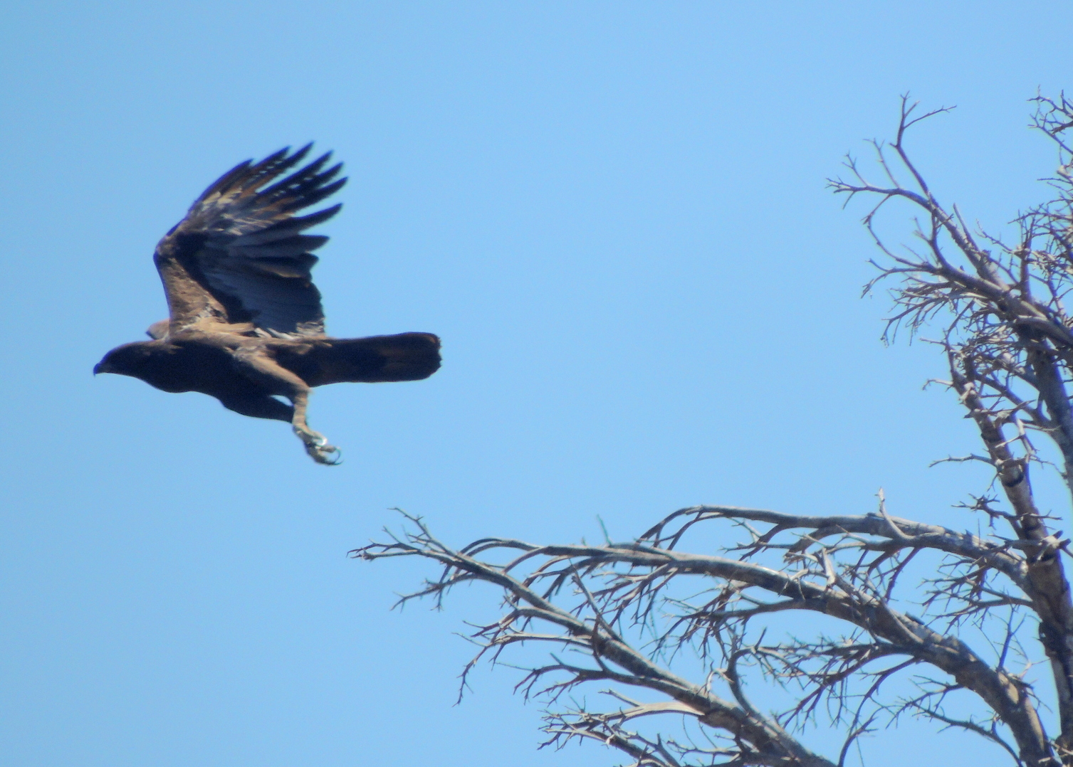 Elang brontok, salah satu jenis yang sering diperdagangkan di pasar online. Foto : Hariyawan A Wahyudi