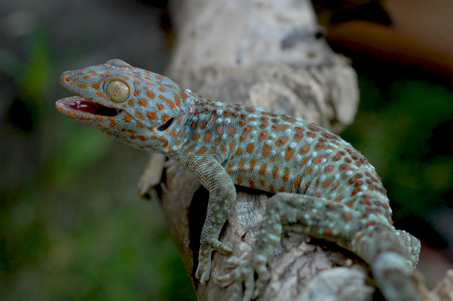 Tokay Gecko atau Gecko gecko yang lebih kita kenal sebagai tokek rumah. Foto: Awal Riyanto