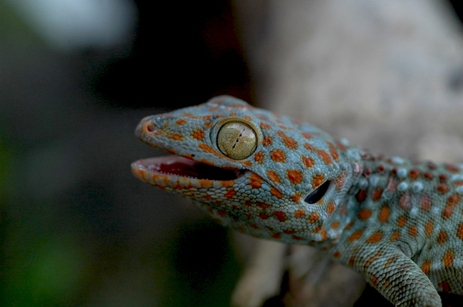 Tokek rumah ini sering terlihat di perumahan. Foto: Awal Riyanto