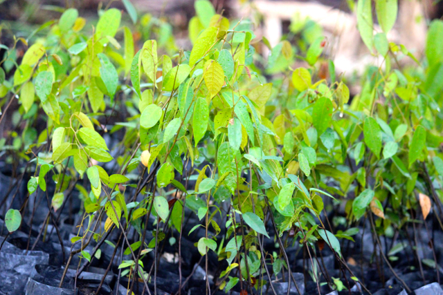 Bibit bangiran yang disiapkan untuk penghijauan di sekitar sekat kanal. Foto: Sapariah Saturi