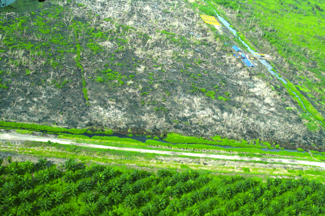 Tampak dari atas hutan gambut yang terbakar di Taman Nasional Sebangau, berseberangan dengan perkebunan sawit. Foto: Aseanty Pahlevi