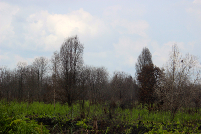 Pepohonan hutan yang mengering terbakar di lahan gambut Kecamatan Sebangau, PUlang Pisau, Kalteng. Foto: Sapariah Saturi