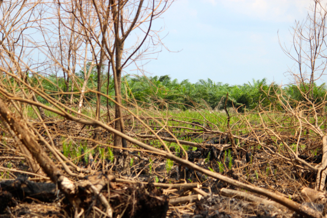 Hutan gambut yang terbakar, berdekatan dengan kebun sawit di Kabupaten Pulang Pisau, Kalteng. Foto: Sapariah Saturi