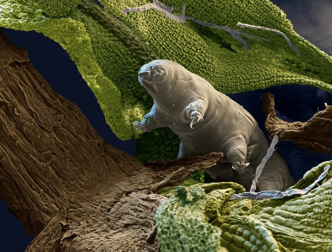 Tardigrada, atau beruang air, mampu bertahan saat kiamat