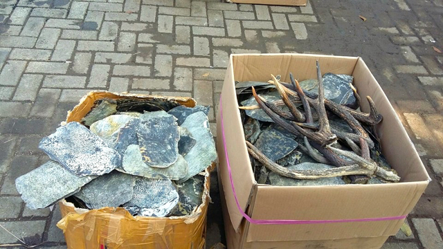 Sisik penyu hijau dan tanduk rusa sitaan. Foto: Indra Nugraha