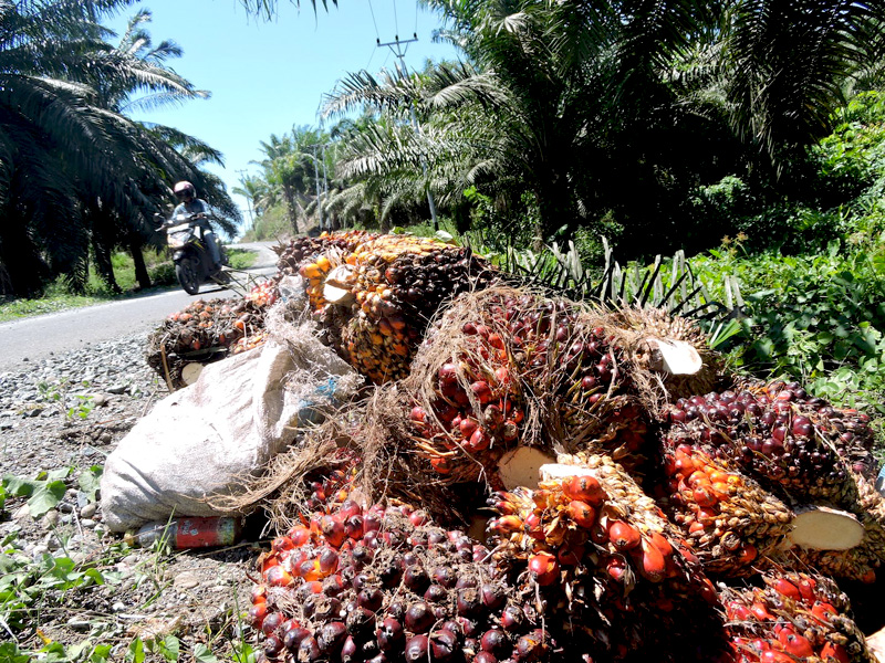 Sawit milik PT. KLS yang ada di kawasan Suaka Margasatwa Bakiriang. Foto: Christopel Paino