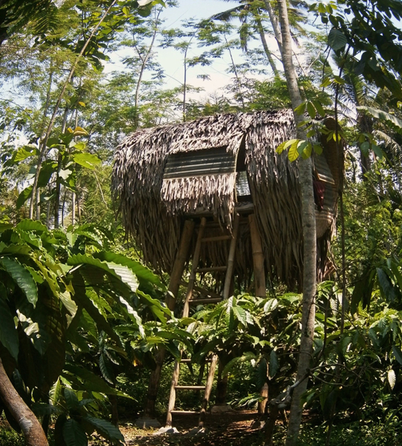 Homestay Omah Kelingan, yang berada di tengah-tengah kebun kopi. Ia menjadi tempat menginap para peserta konferensi. Foto: Nuswantoro