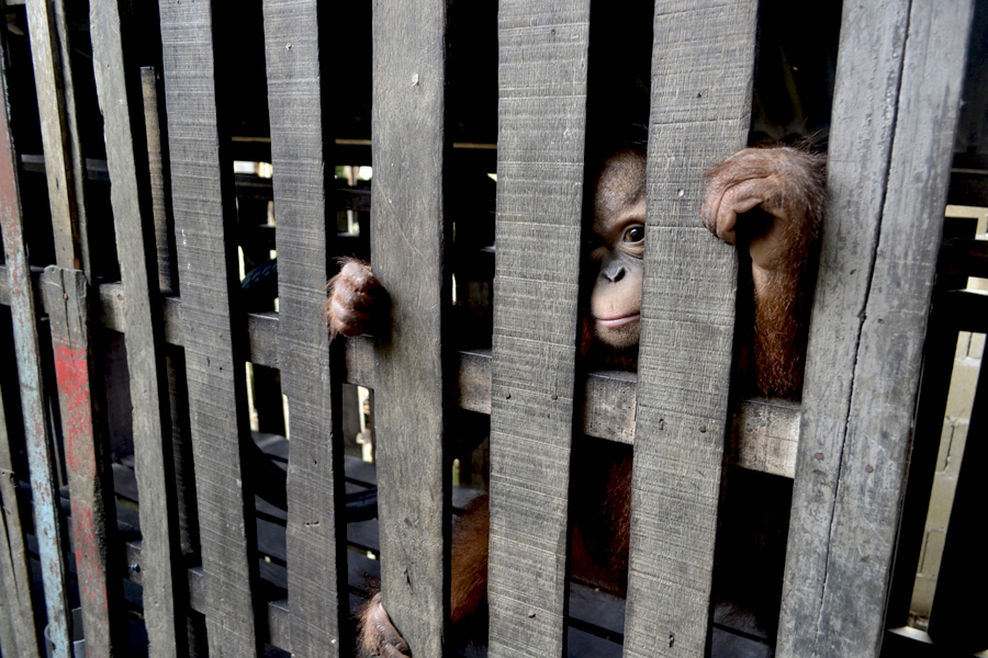 Boy yang ditempatkan di kandang. Foto: Aseanty Pahlevi