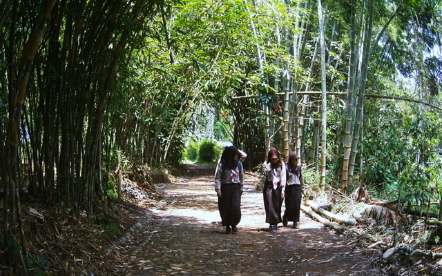 Homestay, tempat para peserta menginap, berada di tengah-tengah kebun kopi. Foto: Nuswantoro