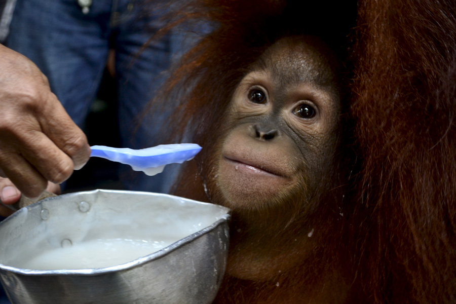 Boy yang dipelihara warga di Desa Ambawang, Kecamatan Ambawang, Kabupaten Kubu Raya, Kalimantan Barat. Foto: Aseanty Pahlevi