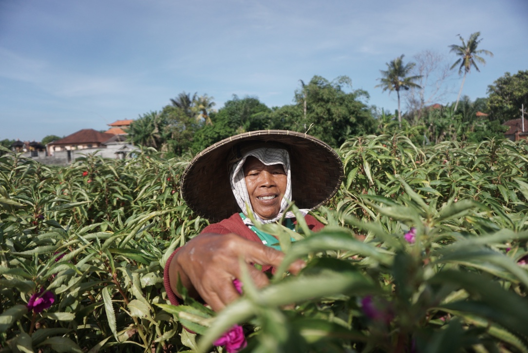 Seorang petani memanen bunga pacar di kawasan ekowisata Subak Sembung di Kelurahan Peguyangan, Kecamatan Denpasar Utara, Denpasar, Bali. Foto : Anton Muhajir