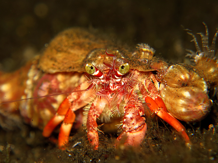 Hermit crab, salah satu hewan laut yang hidup bersimbiosis dengan anemon di Perairan Lembeh, Sulawesi Utara. Foto : Wisuda