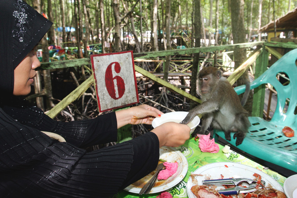 Hutan bakau di Kota Langsa yang damai dan dapat dijadikan wisata alam. Foto: Junaidi Hanafiah