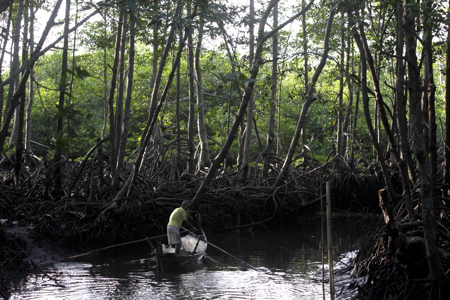 Hutan bakau di Kuala Langsa ini tidak hanya sebagai pelindung dari abrasi tetapi juga memberi manfaat bagi masyarakat Kota Langsa. Foto: Junaidi Hanafiah