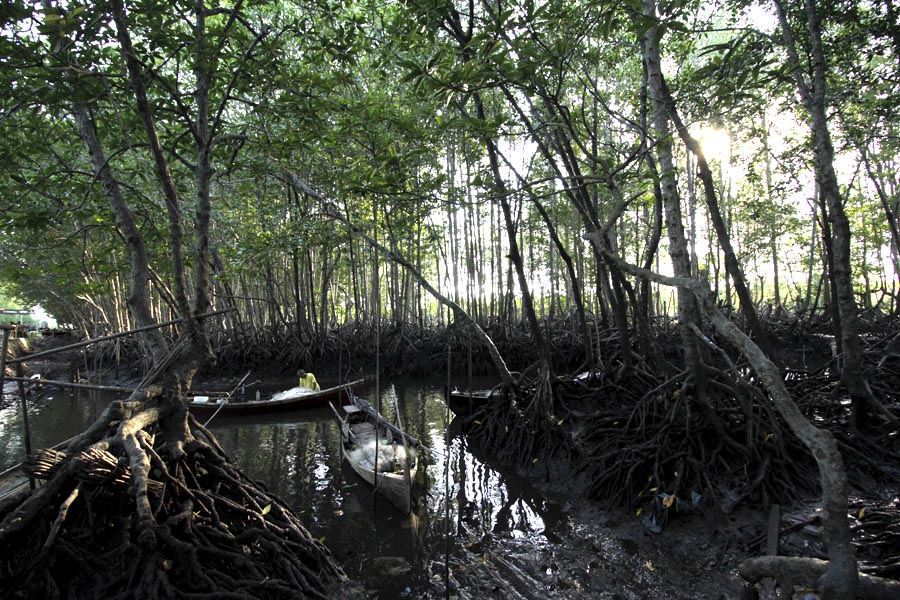 Hutan bakau di Kuala Langsa, Aceh, yang memberikan manfaat bagi masyarakat sekitar. Foto: Junaidi Hanafiah