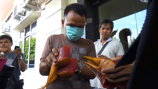 Zama'as menunjukkan paruh rangkong yang didapat dari kawasan TNGL di Aceh. Terdakwa hanya divonisdua bulan di PN Stabat. Foto: aAyat S Karokaro