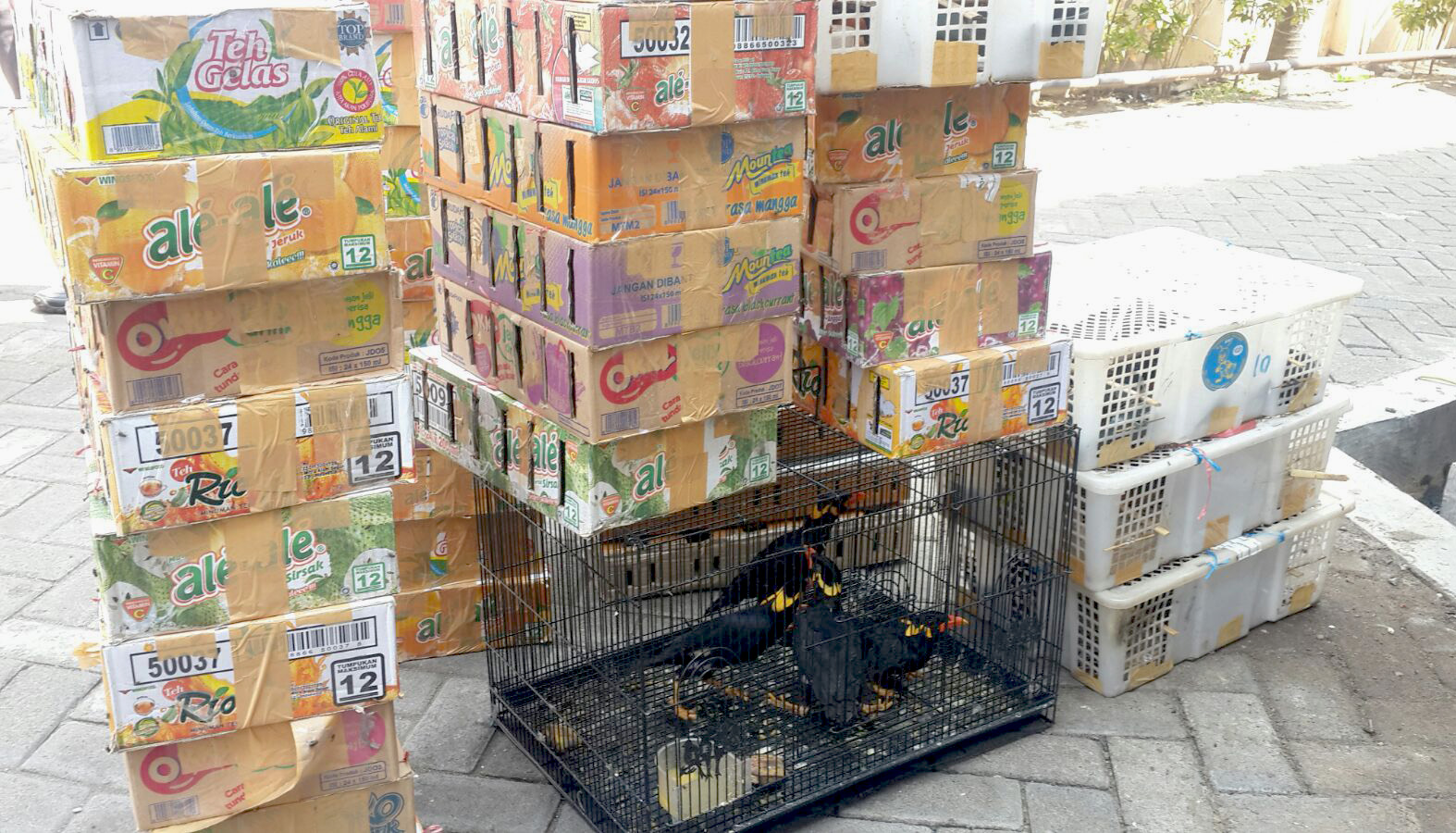 Dalam kardus ini, berbagai jenis burung berhasil digagalkan penyelundupannya ke Surabaya. Foto: Petrus Riski