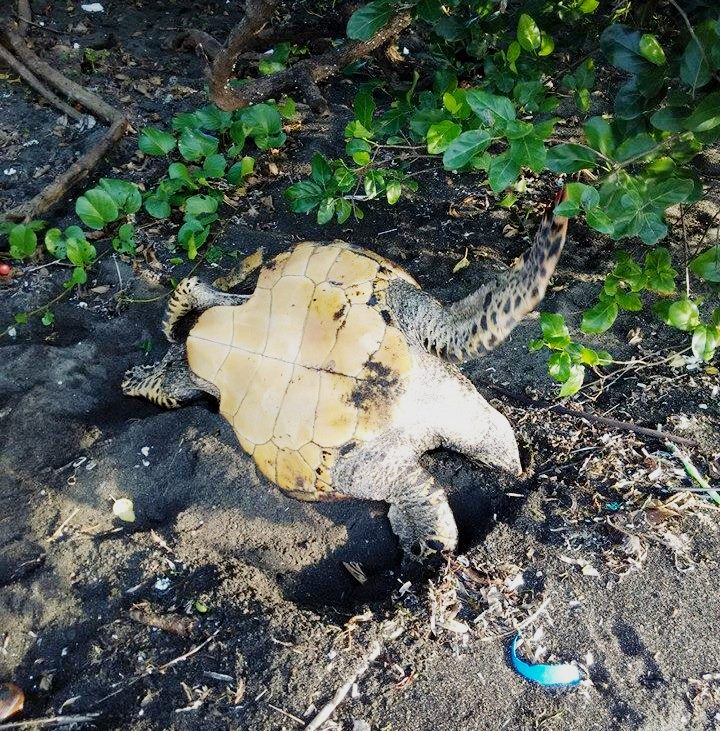 Kondisi mengenaskan dari penyu sisik (Eremochelys imbricata), yang akan bertelur dan malah dibunuh dan dikonsumsi dagingnya oleh warga di Pantai Alar, Minahasa Selatan, Sulut pada Selasa (12/01/2016). Foto : facebook Alfrits Ken Oroh