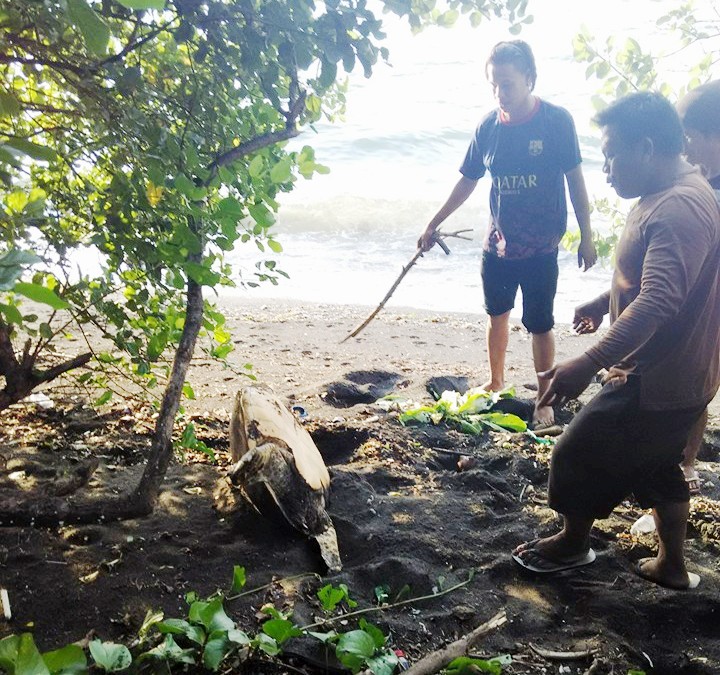Kondisi penyu sisik (Eremochelys imbricata), jenis penyu yang paling terancam punah, yang akan bertelur dan malah dibunuh dan dikonsumsi dagingnya di Pantai Alar, Minahasa Selatan, Sulut pada Selasa (12/01/2016). Foto : facebook Alfrits Ken Oroh
