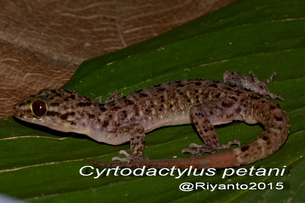 Toliq metrajli syujetli turk oilaviy porno Fohishalar va fohishalar haqida status