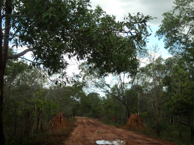 Bomi atau 'candi' yang dibuat sebangsa rayap menemani sepanjang perjalanan menuju Kampung Rawa Biru. Foto: Agapitus Batbual