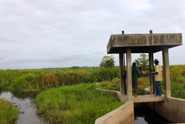 Memantau kondisi Rawa Biru. Foto: WWF Indonesia