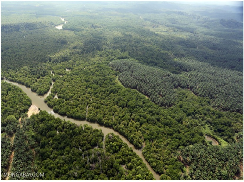 Perkebunan sawit di kalimantan. Foto : Rhett A. Butler