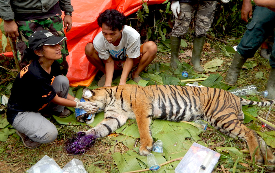 Yanti Musabine saat menyelamatkan Elsa yang kaki kanan depannya luka di kosensi perusahaan sawit di Kabupaten Kaur, 3 April 2014. Foto: Dok. BKSDA Bengkulu