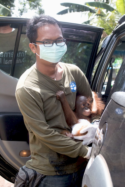 Joss saat dievakuasi oleh drh Adi Irawan, anggota tim YIARI, dari rumah Dahlan. Foto: Aseanty Pahlevi