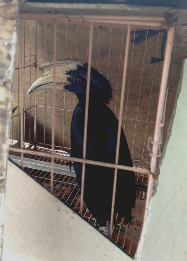Kangkareng hitam yang diserahkan warga. Foto: Aseanty Pahlevi