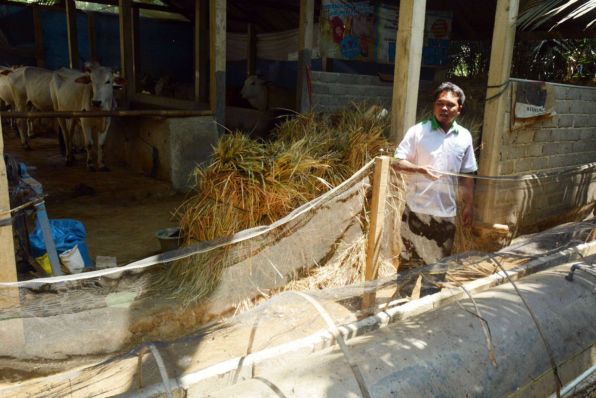 Teguh Haryanto, 36, inisiator pengembangan biogas dari limbah kotoran sapi dan kambing tengah melakukan pengecekan digester biogas di Desa Kesenet, Kecamatan Banjarmangu, Banjarnegara, Jateng. Foto : L Darmawan