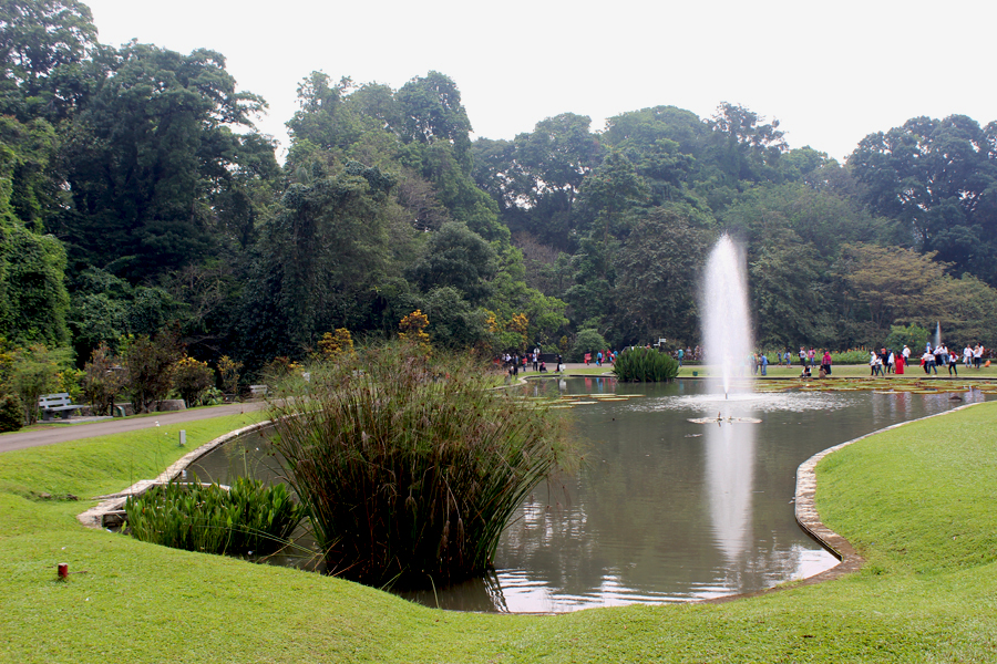 Kebun Raya Bogor yang saat ini memiliki 46 jenis burung liar. Foto: Rahmadi Rahmad
