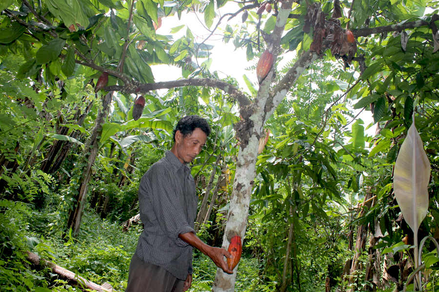 Kasdi Irawan menunjukkan buah kakao siap panen di lahan yang dikelolanya. Foto: Petrus Riski