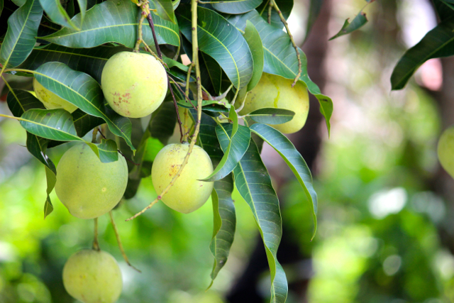 Mangga, salah satu tanaman buah yang nyaris hampir ditemui di lahan-lahan warga. Kala Desember 2015, saya ke sana, warga banyak sedang panen mangga. @Sapariah Saturi