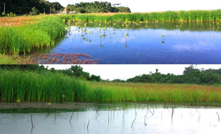 Mangrove-2-1