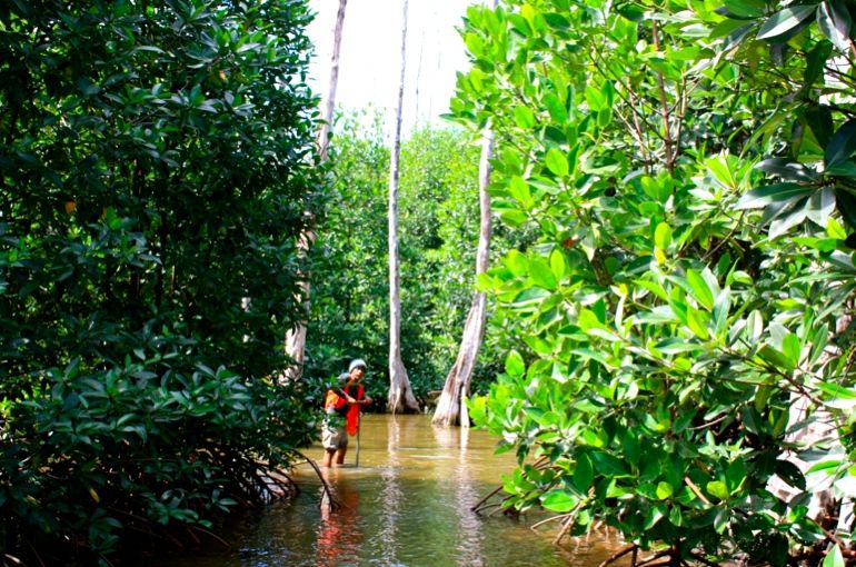 Mangrove hasil rehabilitasi yang tumbuh baik di Kuala Rigaih, pantai barat Aceh. Foto: Onrizal