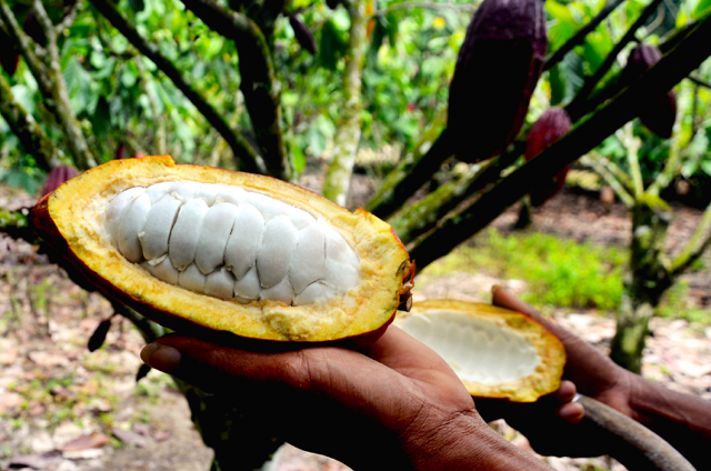 Tampilan kakao sehat. Foto: Iqbal Lubis