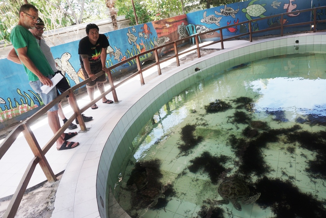Wisatawan melihat penyu dalam kolam adaptasi di Pusat Konservasi dan Pendidikan Penyu (Turtle Conservation and Education Center / TCEC), yang berada di Pulau Serangan, selatan Kota Denpasar, Bali. Foto : Anton Muhajir