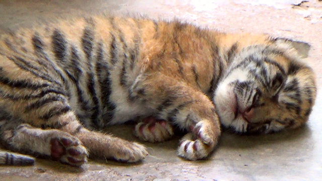 Menyedihkan, karena kekurangan cairan, anak harimau Sumatera di Medan Zoo ini mati Februari 2016. Foto: Ayat S Karokaro