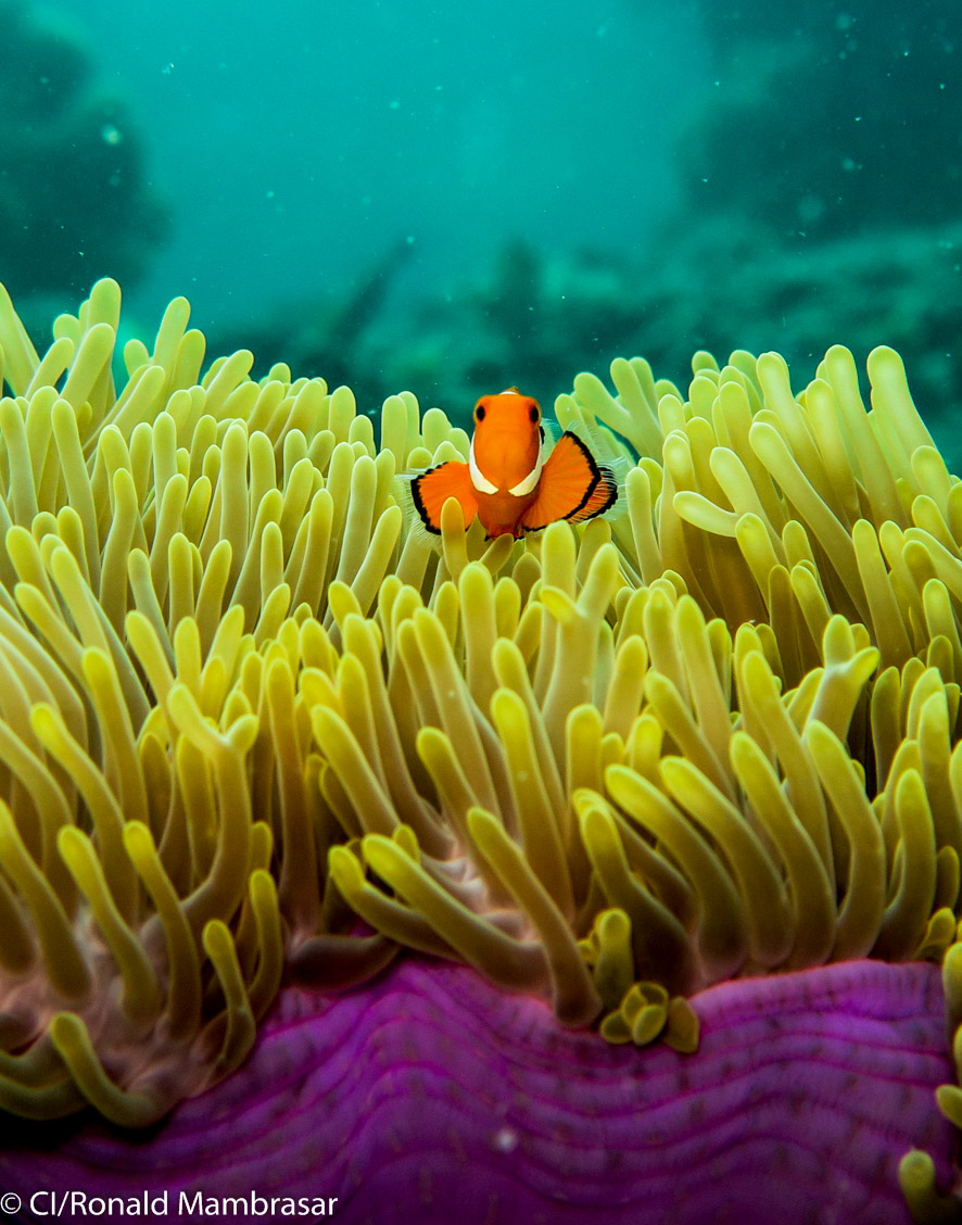Ikan anemon atau clownfish di perairan Anambas. Foto : Conservation International