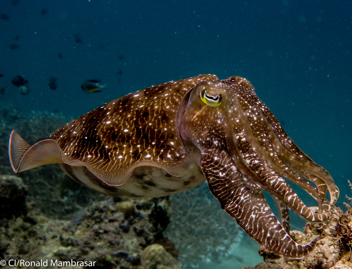 Salah satu jenis sotong (cuttlefish) yang tengah mencari makan di sekitar terumbu karang Pulau Genting, Kepulauan Anambas. Foto : Conservation International 