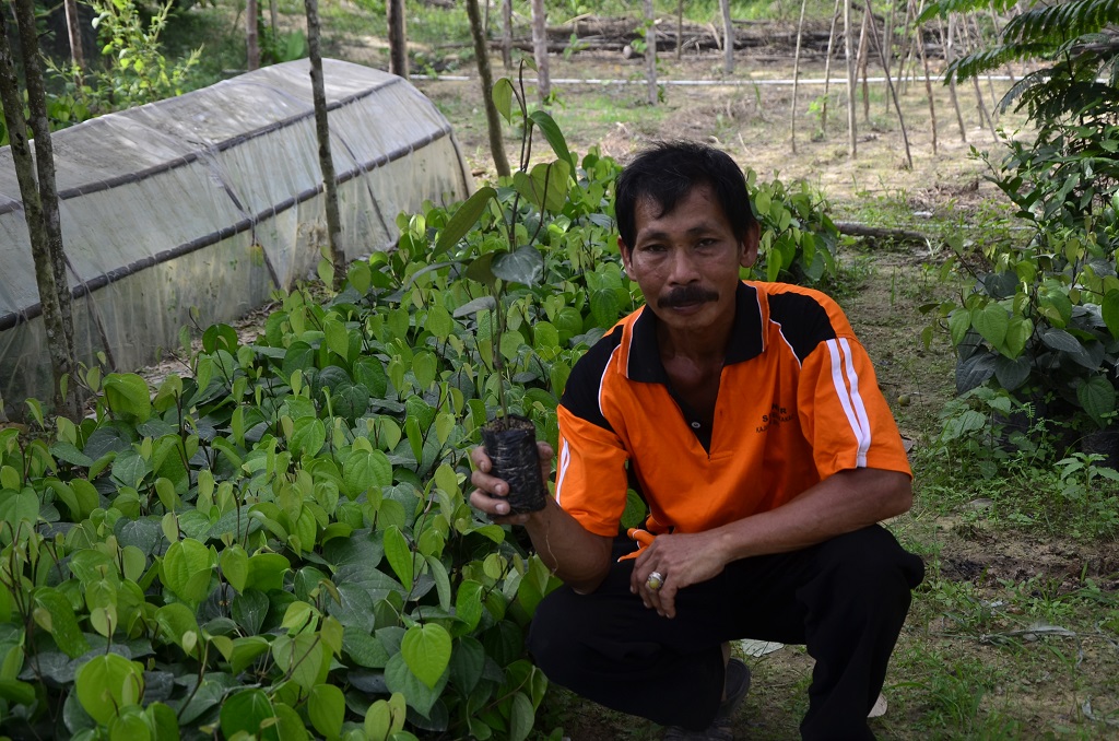 Hamsari, Ketua Kelompok Tunas Harapan, Desa Onembute, Kabupaten Konawe, Sulawesi Tenggara saat ini tidak hanya bergantung pada hasil pertanian kakao saja, tetapi juga dengan tanaman lada ia bisa memperoleh hasil yang lebih banyak. Dengan sistem agroforestri, ia bisa meminimalkan resiko kerugian dari panen di kebunnya. Foto : Wahyu Chandra